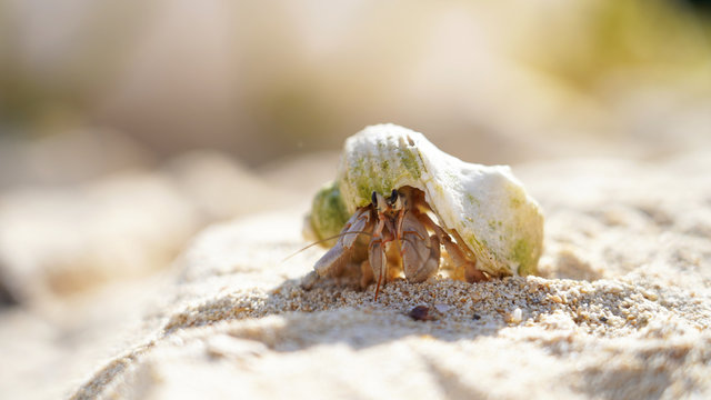 A hermit crab in a sea shell crawls on a sandy shore, a mollusk on the ocean. Background marine theme