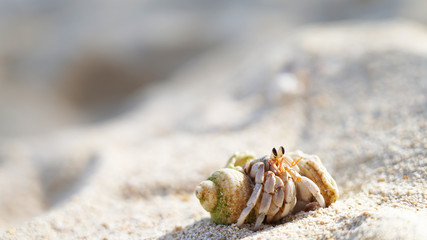 A hermit crab in a sea shell crawls on a sandy shore, a mollusk on the ocean. Background marine theme