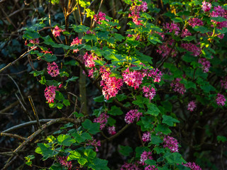 OLYMPUS DIGITAL CAMERA - HEDGEROW