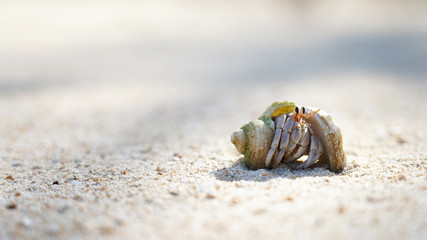 A hermit crab in a sea shell crawls on a sandy shore, a mollusk on the ocean. Background marine theme
