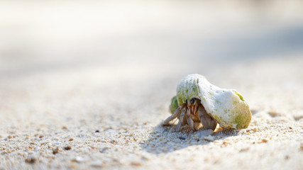 A hermit crab in a sea shell crawls on a sandy shore, a mollusk on the ocean. Background marine theme