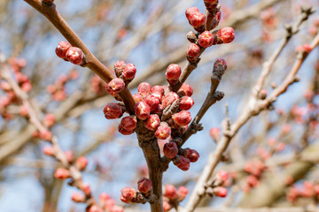 Young Bud sprouts on a tree