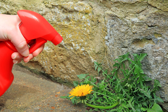 A Sprayer Being Used To Spray Weed Killer On To A Dandelion Weed Growing On A Pathway.