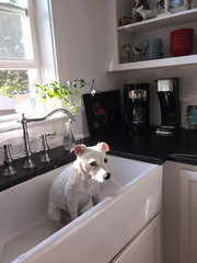 small terrier dog sink bath