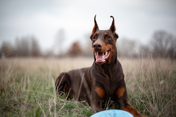 dog dobermann brown and tan red cropped lies on grass with blue frisbee