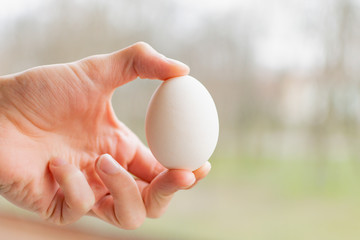 Fototapeta na wymiar Human hands hold an egg