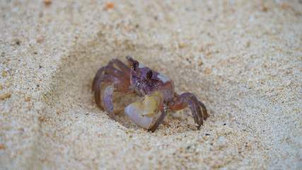 bright crab on clean white sand. sea ​​crab moves along the beach by the ocean. coast wild life on tropic island
