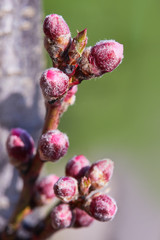 Beautiful buds of peach tree in early spring. Spring background - peach tree buds, ready to blossom