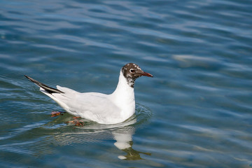 Leucophaeus atricilla, an aquatic gull