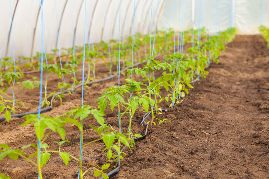 Hoffest 2017 Gartenbau Kie&szlig;lich Radebeul
