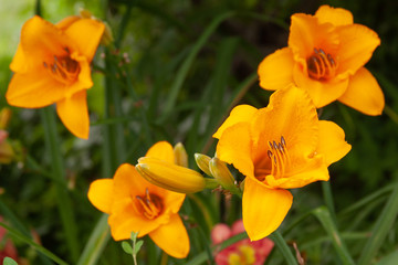 yellow daylilies orange four