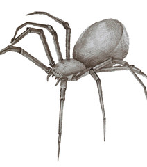 Elite black widow. Spider. Simple pencil technique.