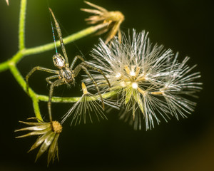 spider is roaming on flower