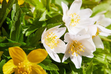 Flowers of white and yellow uncultivated anemone (Anemona ranuculoides)