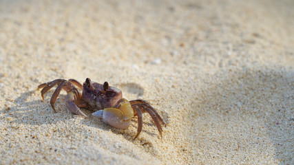 bright crab on clean white sand. sea ​​crab moves along the beach by the ocean. coast wild life on tropic island