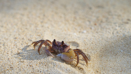 bright crab on clean white sand. sea ​​crab moves along the beach by the ocean. coast wild life on tropic island