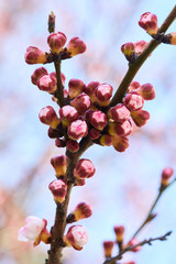 Branch of plenty of apricot buds. Apricot tree flower, seasonal floral nature background