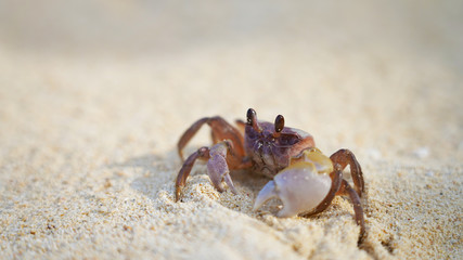 bright crab on clean white sand. sea ​​crab moves along the beach by the ocean. coast wild life on tropic island