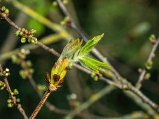 OLYMPUS DIGITAL CAMERA - NEW SHOOTS AND LEAVES