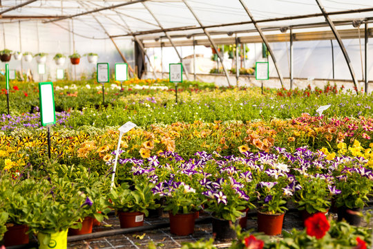 Hoffest 2017 Gartenbau Kie&szlig;lich Radebeul