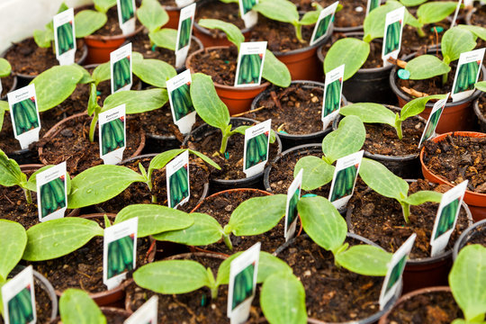 Hoffest 2017 Gartenbau Kie&szlig;lich Radebeul