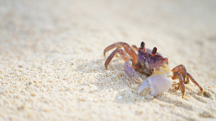 bright crab on clean white sand. sea ​​crab moves along the beach by the ocean. coast wild life on tropic island