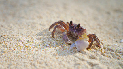 bright crab on clean white sand. sea ​​crab moves along the beach by the ocean. coast wild life on tropic island