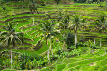 Beautiful lush green rice terraces with palms on Bali, Indonesia