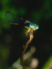 dragonfly is roaming on leaf