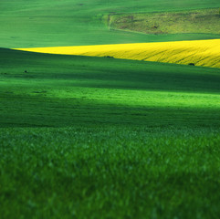 Fototapeta premium Field as a background. Grass on the meadow at the day time. Agricultural landscape in the summer time. Agriculture - image