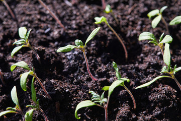 Young sprouts of  tomato plants in the greenhouse, macro