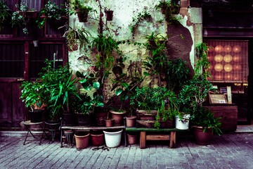 Fototapeta na wymiar High contrast photo of a collection of plants placed on the ground and over the street. Plants in pots and buckets next to a wall.