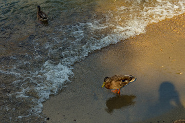 Como, ITALY - August 4, 2019: Variegated duck standing on the shore of Lake Como in the center of beautiful Italian Como city. Warm sunny summer day in very popular holiday destination.