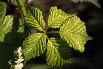 Fresh green blackberry foliage ( probably Rubus corylifolius agg. ) with five leaves