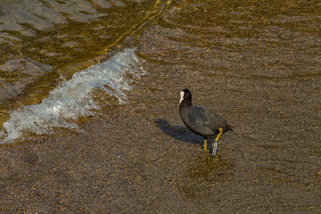 The American coot - Fulica americana, or mud hen or pouldeau standing in the shore of Lake Como in the center of beautiful Italian Como city. Warm sunny summer day in very popular holiday destination