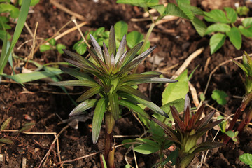 Young sprouts of flowers in the garden, the birth of a new life. The concept of spring. Royal grouse on fresh soil