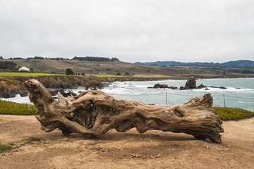 View of the Atlantic sea from the Californian coast and in the foreground a tree trunk