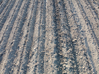 Mounds of soil on potato seedlings. Planting potatoes under the tractor.