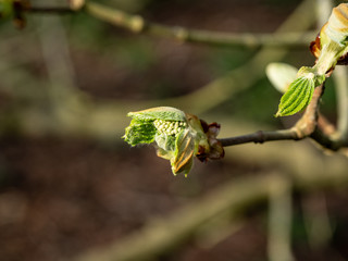 OLYMPUS DIGITAL CAMERA NEW SHOOTS AND LEAVES