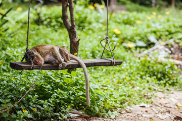 
monkey chained in a Thai rain forest