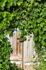 Wooden door with vintage rusty metal lock and green leaves of wild vine