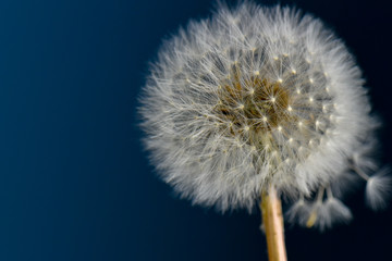 eye catching dandelion clock seeds 