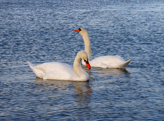 Swans on the River
