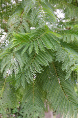 nature in Turkey in early autumn