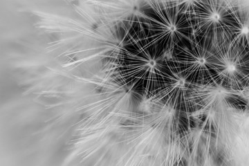 dandelion seed head in black and white background texture