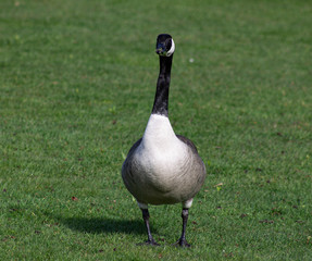 Canada goose