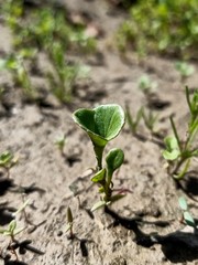 young plant in the ground