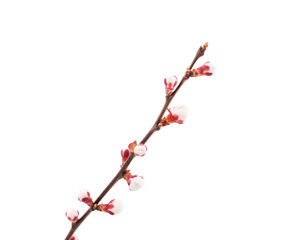 Beautiful blossom of apricot.