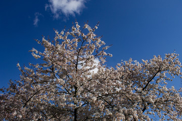 Cherry tree/Cherry blossom (Hanami)