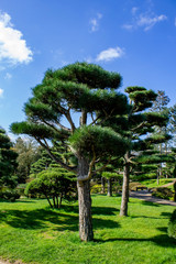 Japanese pine